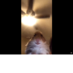 The pro hamster