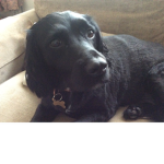 The Doggie Dreamer