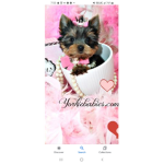 CuteYorkie group
