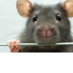 The rat raid
