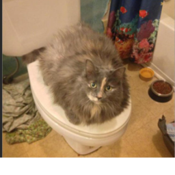 Cat Ultra Lande