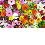 Sunshine sun flowers