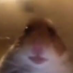 THE HAMSTER CULT:)