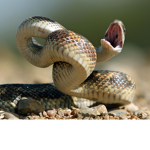 offical snake group