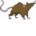 Rattta