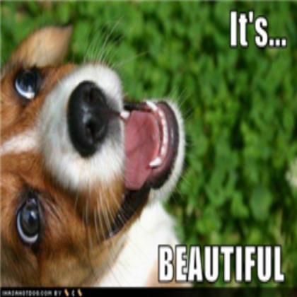 funny puppy Roblox decal