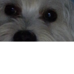 ~Mikas the boss~