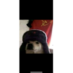 Il p_ne