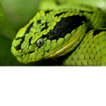 Snakes are so cool!!!!