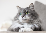 Cat Yt gang