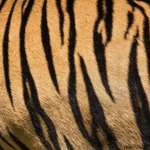 *Tigerz & Co.*