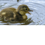 The quack’s