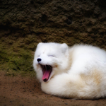 Club Arctic Fox's