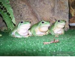 TeamFrogZ