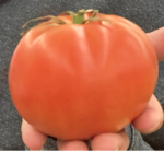 Tomato da club