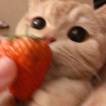 ᴄᴏᴜɴᴛɪɴɢ sᴛᴀʀs