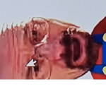 Tds toads