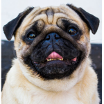 team pug forevre