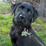 DOGIE WUVERZ