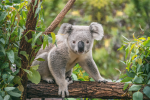 1onlyKOALA