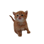 Gurt’s Cat Club