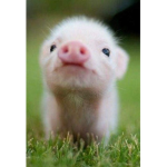 The Piggy Squad!!!!!