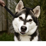 who likes dogs gruop
