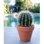 #Cactus Koalas Squad