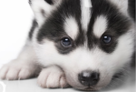 Puppy husky