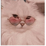 Kittybear squad