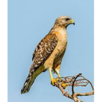 Hawk_Clan