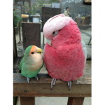 Animals Friends Forever