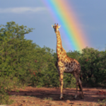Color giraffe