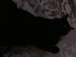 do u love cats?