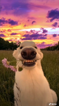Doge peps