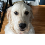 Milo da best doge
