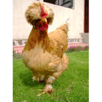 Chicken beauties
