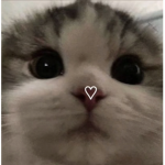 ɴᴏ.. ᴡʜᴀᴛ