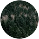 Pine