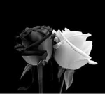 The White Rose Syndicate