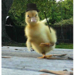 funky duckies