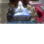 The catz squad!