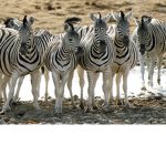 Zany Zebras