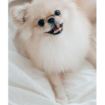 cozy coco