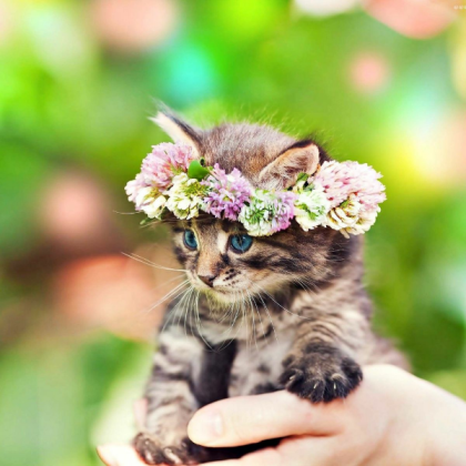 Cat💐 Roblox decal