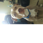RarePitbull
