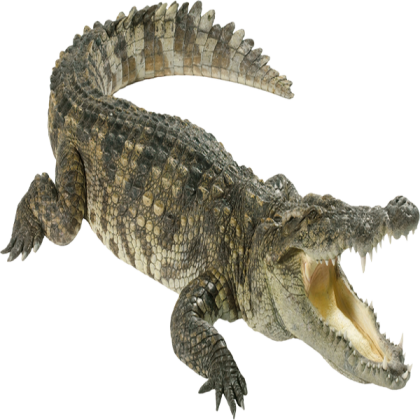 crocodile-transparent-1 Roblox decal