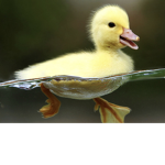 The Duckies United