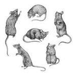 Secret M O T and Q U A T Rat Society