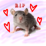 Remie the rats Group (gamers only)